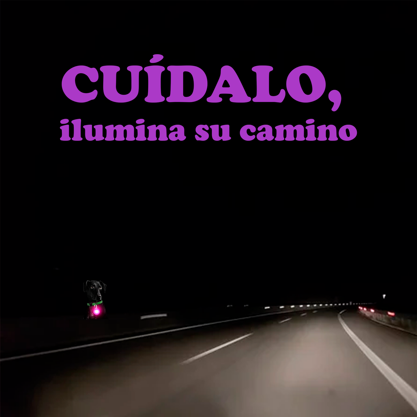 💡 Placa Luminosa LED diseño bola