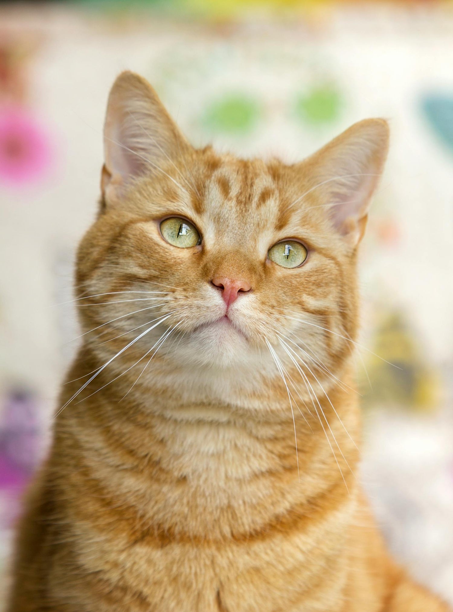 Todo para tu primer Gato