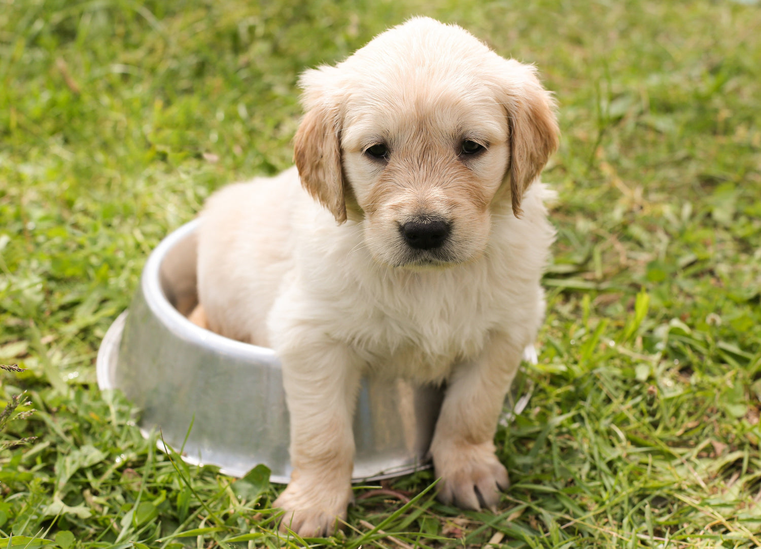 Alimentos y Snacks para Perros y Gatos